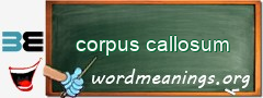 WordMeaning blackboard for corpus callosum